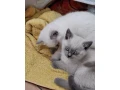 macky-color-point-small-4