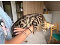 nengalska-macka-small-4