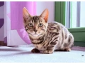nengalska-macka-small-2