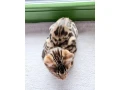 nengalska-macka-small-1