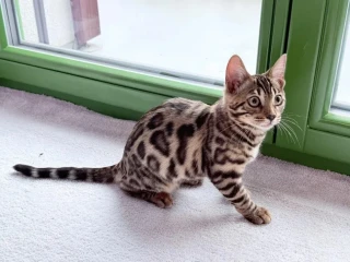 nengalska-macka
