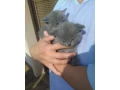britske-maciatka-krakosrste-small-2