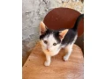 darujem-kocurika-a-maciatko-small-1