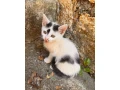 darujem-kocurika-a-maciatko-small-0