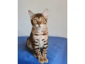 bengalske-macky-bengalske-maciatka-small-1