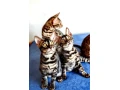 bengalske-macky-bengalske-maciatka-small-0