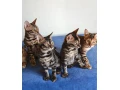 bengalske-macky-bengalske-maciatka-small-2