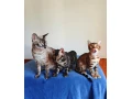bengalske-macky-bengalske-maciatka-small-3
