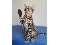 bengalske-macky-bengalske-maciatka-small-4