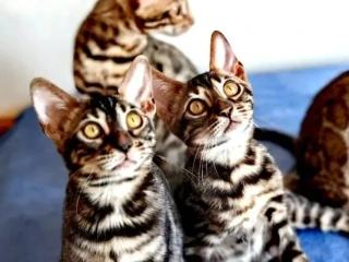 bengalske-macky-bengalske-maciatka