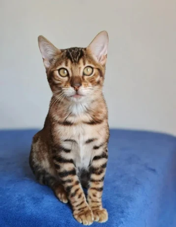 bengalske-macky-bengalske-maciatka-big-1