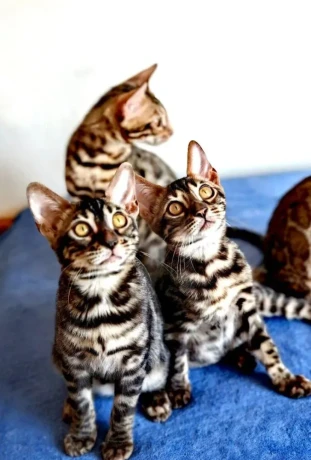 bengalske-macky-bengalske-maciatka-big-0