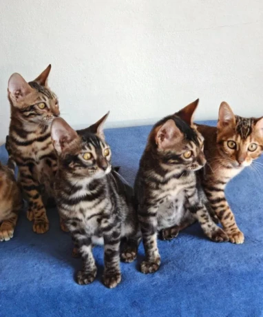 bengalske-macky-bengalske-maciatka-big-2
