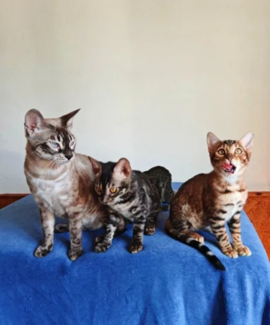 bengalske-macky-bengalske-maciatka-big-3