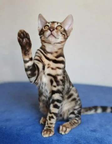 bengalske-macky-bengalske-maciatka-big-4