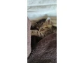 maciatko-small-0