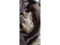 maciatko-small-1
