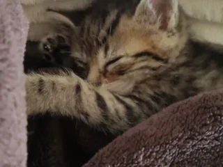maciatko