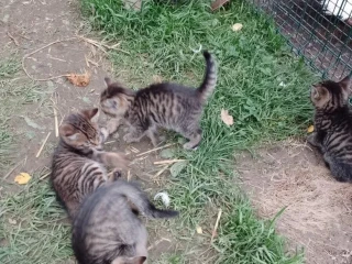 maciatka