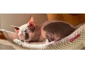 don-sphynx-small-0
