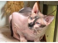 don-sphynx-small-2