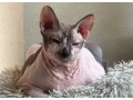 don-sphynx-small-1