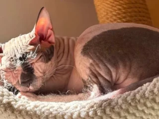 don-sphynx