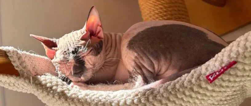 don-sphynx-big-0