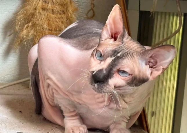 don-sphynx-big-2