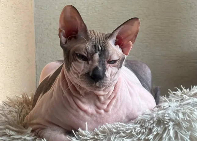 don-sphynx-big-1