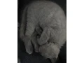 britske-maciatka-bsh-a-blh-small-2