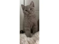 britske-maciatka-bsh-a-blh-small-1