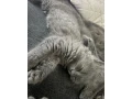 britske-maciatka-bsh-a-blh-small-3