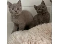 britske-maciatka-bsh-a-blh-small-0