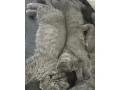 britske-maciatka-bsh-a-blh-small-4