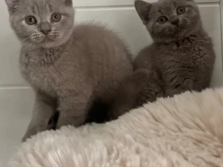 britske-maciatka-bsh-a-blh