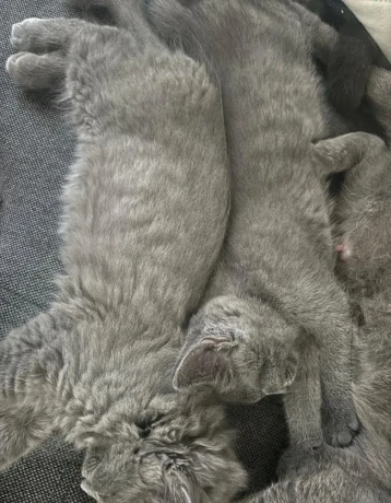 britske-maciatka-bsh-a-blh-big-4