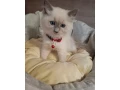 ragdoll-maciatka-small-0