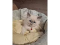 ragdoll-maciatka-small-1