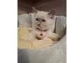 ragdoll-maciatka-small-3