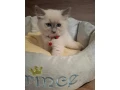 ragdoll-maciatka-small-2