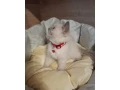 ragdoll-maciatka-small-4
