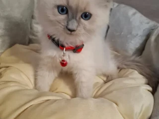 ragdoll-maciatka