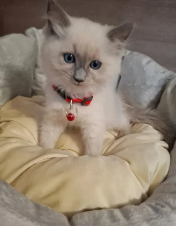 ragdoll-maciatka-big-0