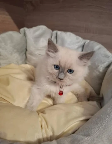 ragdoll-maciatka-big-1