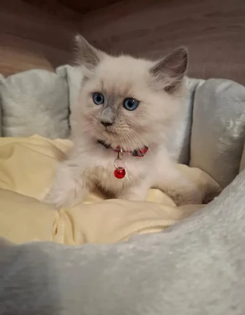 ragdoll-maciatka-big-3
