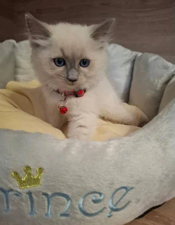 ragdoll-maciatka-big-2