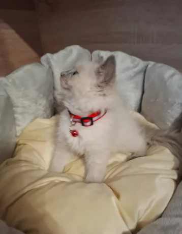 ragdoll-maciatka-big-4