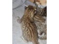 savannah-maciatka-f5-small-3