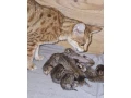 savannah-maciatka-f5-small-4